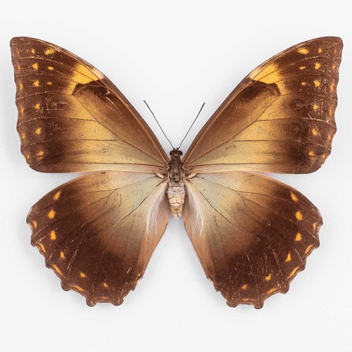 Morpho telemaco martini - martini, ♀